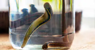 A Lesson from the Leech