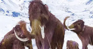 Unraveling the Mystery of the Woolly Mammoth Extinction: Climate Change, Catastrophism, and the Ice Age