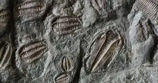 The Record Buried in Coal