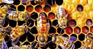 Bee-havior Points to God