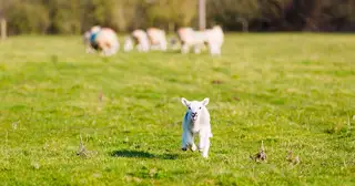 Can a Sheep Stray from the Fold?