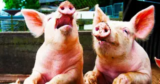 Concerning Dogs and Hogs