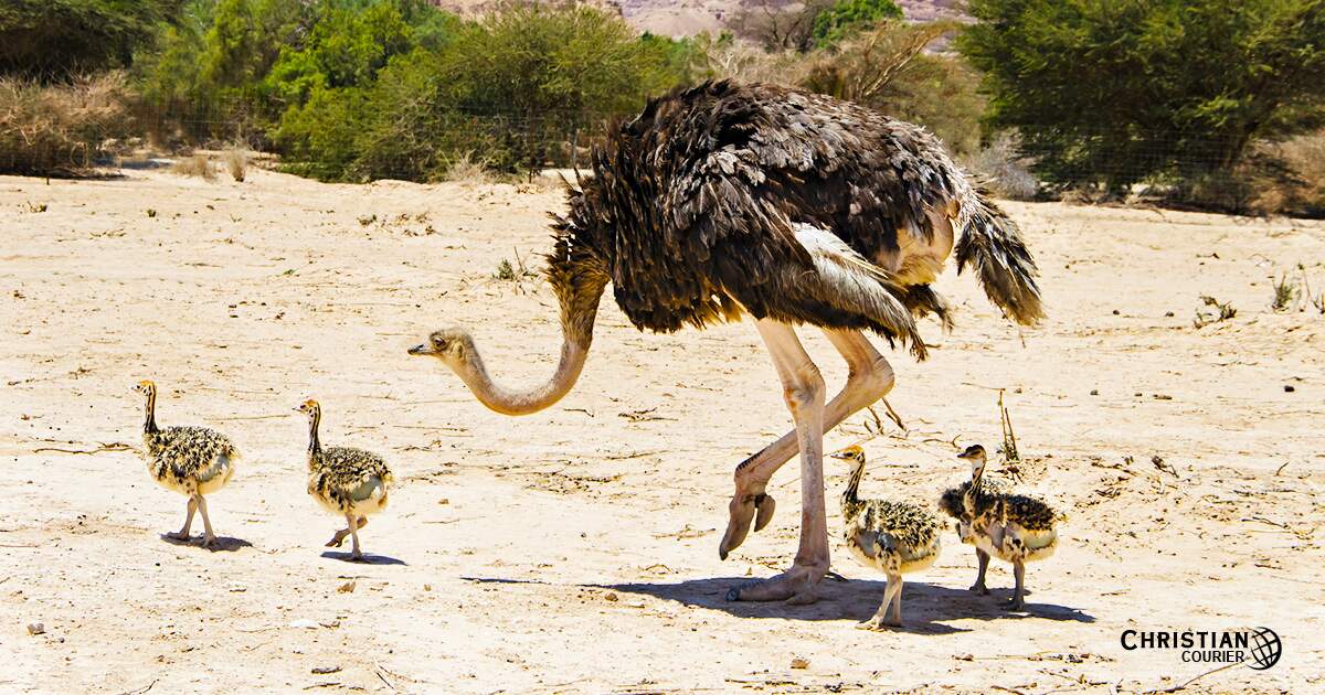 The Ostrich Not as Dumb as Her Critics Christian Courier