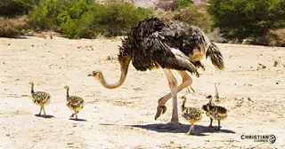 The Ostrich -- Not as Dumb as Her Critics