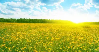 Psalm 3: A Morning Song