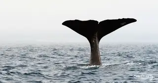 10 Great Lessons from the Book of Jonah