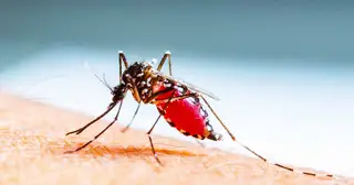 Why Did God Make Mosquitoes?