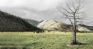 Why Did Jesus "Curse" the Fig Tree?