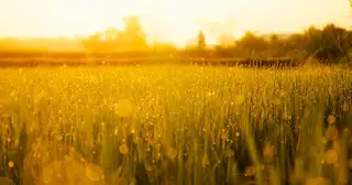 When Goodness Is as the Morning Dew